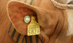 Güney Kıbrıs’ta Şap Alarmı: 32 Bini Aşan İtlaf