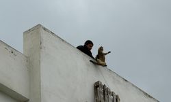 Lefkoşa’da kahraman itfaiyeciler mahsur kalan kediyi kurtardı