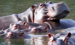 Kolombiya'da Pablo Escobar'ın su aygırları için öldürme kararı