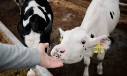 Düşük ve Brucella tazminatları ödendi