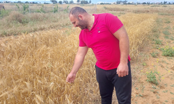 Mormenekşe'deki deneme parsellerinde 4 arpa çeşidi öne çıktı