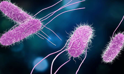 İngiltere’de salmonella vakaları son 10 yılın zirvesinde