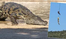 Güney Afrika’da 500 kiloluk timsahın midesinden insan kalıntıları çıktı