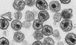 Dirençli bakterilere karşı yeni antibiyotik üretildi