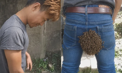 Kraliçe arı pantolonuna kondu ve olanlar oldu