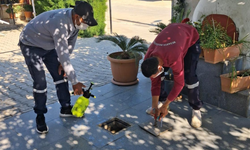 Belediye İlaçlama Çalışmalarını Sürdürüyor