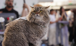Yüzlerce Kedi Hayata Tutundu