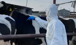 Güney Kıbrıs’ta şap hastalığıyla mücadeleye asker ve polis de dahil oluyor