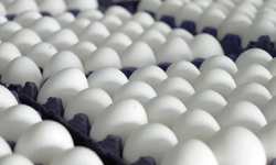 ABD'de milyonlarca yumurta salmonella şüphesiyle geri çağırıldı