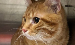 Kaybolan kedi, 10 yıl sonra evine geri döndü