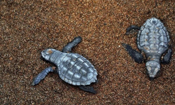 Yavru caretta ateş kurbanı
