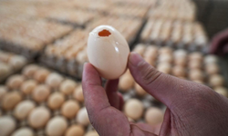 İngiltere’de 207 salmonella vakası