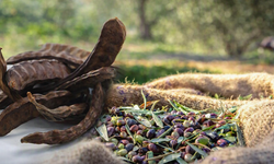 Güzelyurt'ta zeytin ve harup hasat tarihleri belirlendi