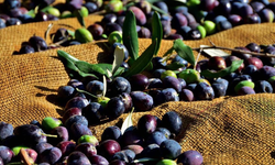 Gazimağusa ilçesi zeytin hasadı başlama tarihleri belirlendi