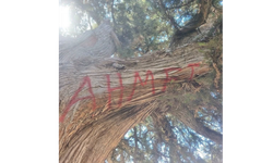 Anıt Ağaç Tahrip Edildi