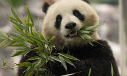 Atlanta’ya Panda Yolculuğu