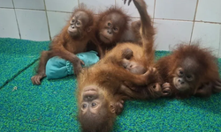 Hindistan'da ormanlık alanda beş yavru orangutan bulundu