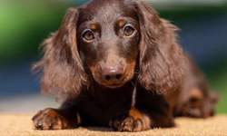 Büyük köpeklerin küçük köpeklerden hızlı yaşlanmasının gizemi çözüldü