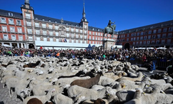 Madrid'in ünlü şenliğinde 1000'den fazla koyun kent merkezinde yürüdü