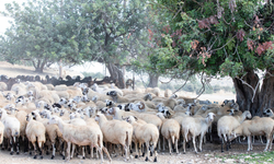 Güney Kıbrıs’ta üç çiftlikte mavi dil hastalığı görüldü