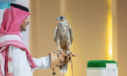 Suudi Arabistan'daki bir müzayedede iki yavru şahin 374 bin riyale satıldı