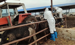 Şap hastalığı nedeniyle uygulanan bölgesel karantina kaldırılıyor