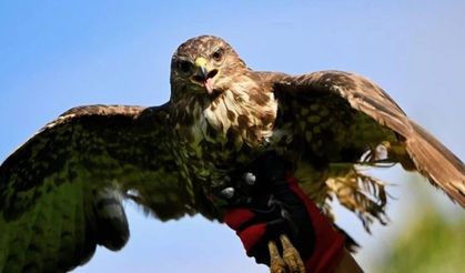 Şahin'e zorla alkol içiren kişiye, hayvanlara işkenceden hapis cezası