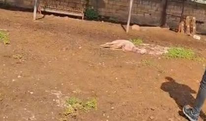 Gazimağusa’da başıboş köpek saldırısı: 30 küçükbaş hayvan telef oldu