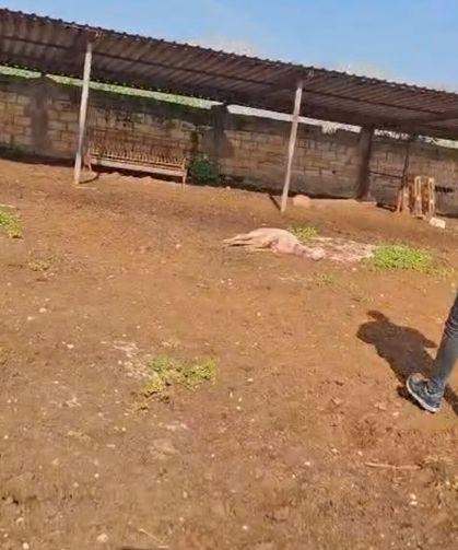 Gazimağusa’da başıboş köpek saldırısı: 30 küçükbaş hayvan telef oldu