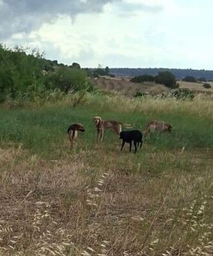 Hayvancılar Birliği Başkanı Onalt: “Başıboş köpeklerin saldırıları üreticiler için büyüyen bir sorun haline geldi"