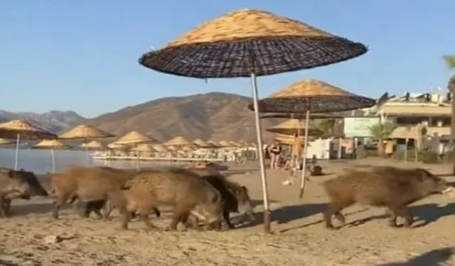 Marmaris’te aç kalan yaban domuzları plaja indi