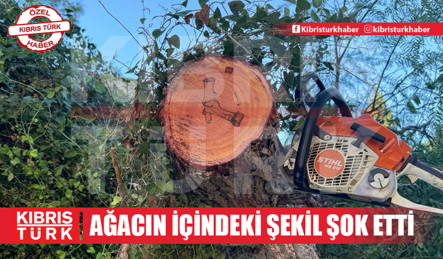 Ağacın içindeki şekil şok etti