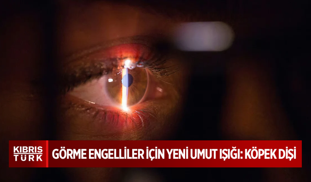 Görme engelliler için yeni umut ışığı: Köpek dişi