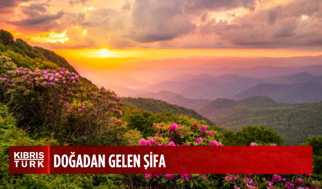 Doğanın ağrılar üzerindeki azaltıcı etkisi