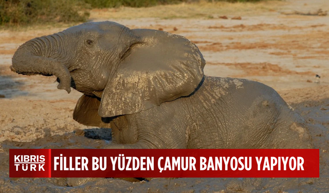 Filler neden çamur banyosu yapar?