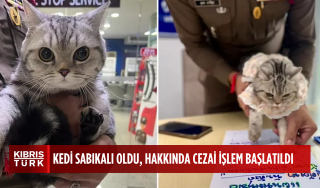 Polisleri canından bezdiren kedi, sabıkalı oldu