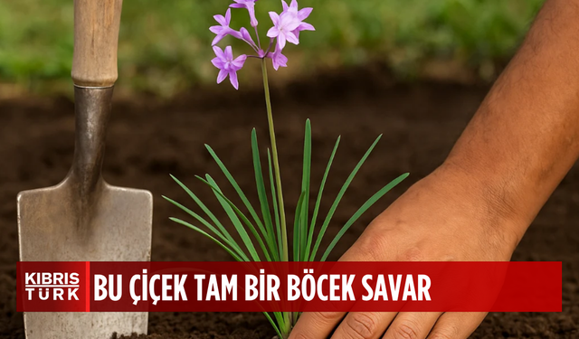 Bu çiçeğin olduğu bahçeye ne yılan uğruyor ne de fare