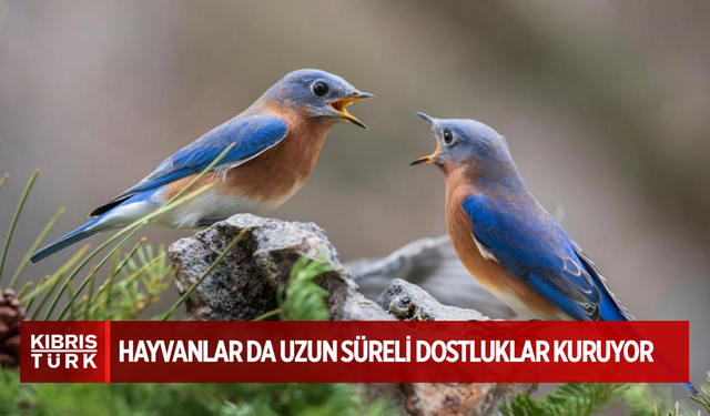 Hayvanlar da uzun süreli dostluklar kuruyor