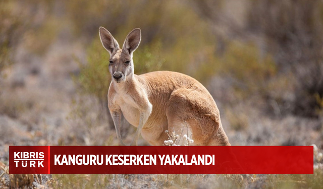 Güney Kıbrıs’ta yabancı uyruklu şahıslar kanguru keserken yakalandı