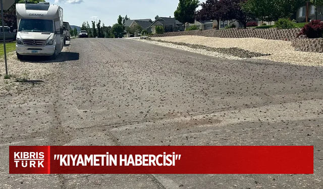 Tamamen istila ettiler! Halk onlara 'kıyametin habercisi' diyor