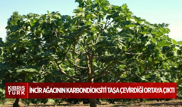 İncir ağacının karbondioksiti taşa çevirdiği ortaya çıktı