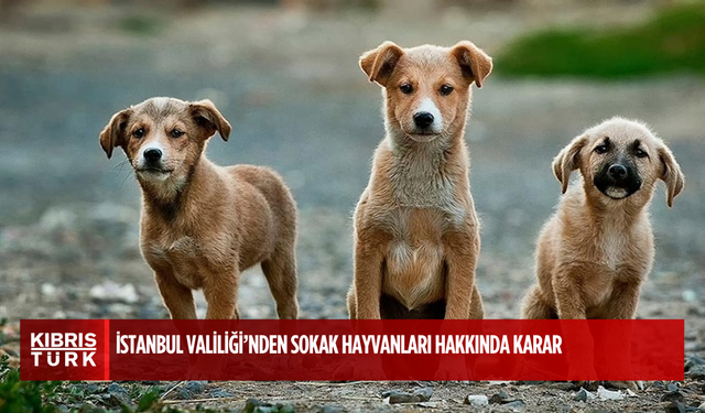 İstanbul Valiliği’nden Sokak Hayvanları Hakkında Karar