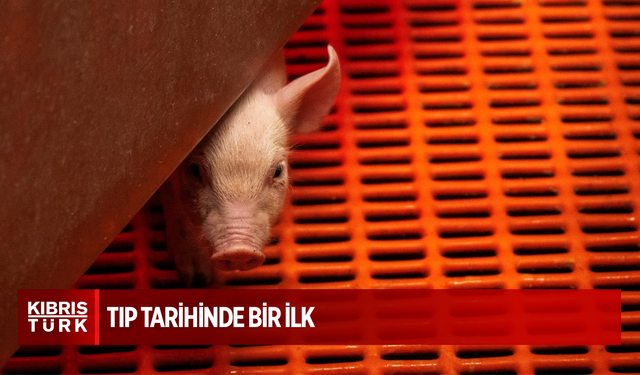 Tıp tarihinde bir ilk: Domuz akciğeri insana nakledildi