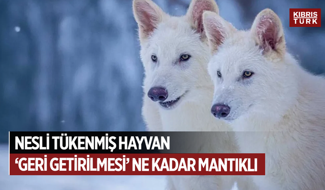 Nesli tükenmiş hayvan türlerinin ‘geri getirilmesi’ ne kadar mantıklı