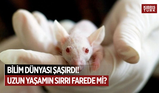 Uzun yaşamın genetik sırrı çıplak kör farede saklı olabilir