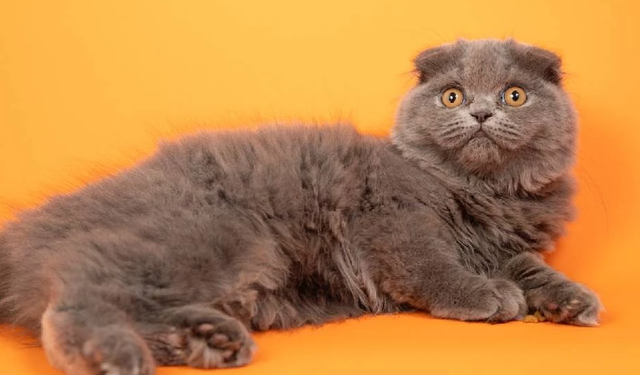 Kediler sanılandan binlerce yıl sonra evcilleştirilmiş