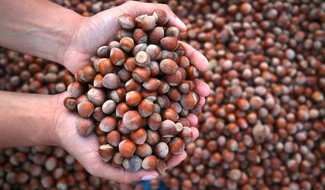 Karadeniz'de Nutella açmazı: Fiyatlar iki katına çıktı, fındık alımları durduruldu