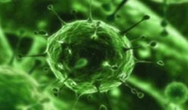 Bağırsaklardaki bakteriler kişiliğimizi şekillendiriyor olabilir mi?