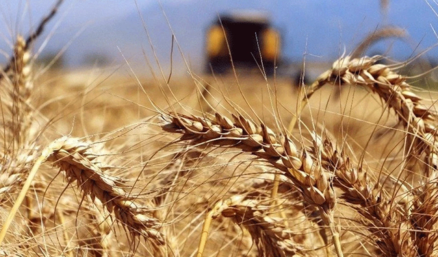 Çin, bir yıl aradan sonra ABD'den buğday satın almayı planlıyor