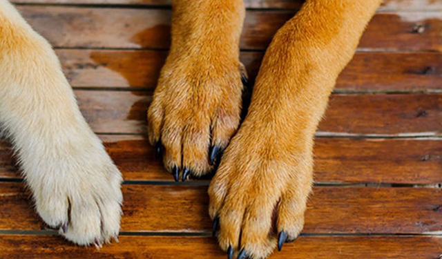 Girne’de “Beni Görüyor Musun?” sergisi: Sokak köpeklerinin hikâyeleri objektife yansıyor